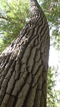 mount mulanje wallpaper