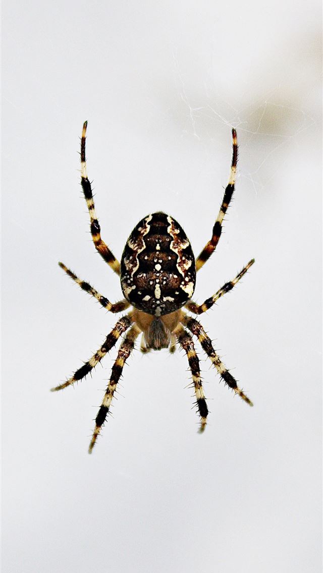 1284x2778 crab spiders - crab spiders iPhone Wallpaper