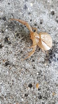 crab spiders wallpaper