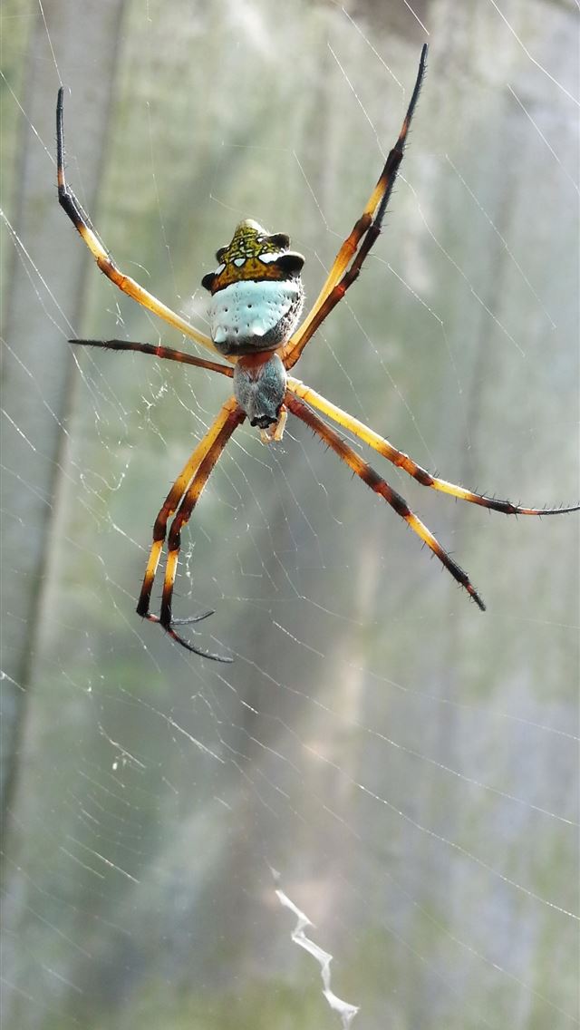 1284x2778 crab spiders - crab spiders iPhone Wallpaper