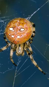 crab spiders wallpaper