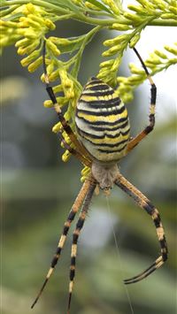 crab spiders wallpaper