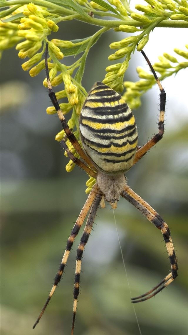 1125x2436 crab spiders - crab spiders iPhone Wallpaper