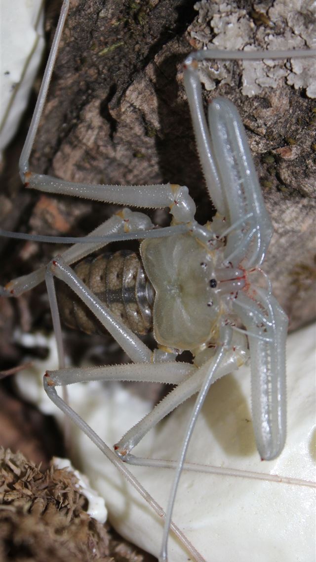 1284x2778 crab spiders - crab spiders iPhone Wallpaper