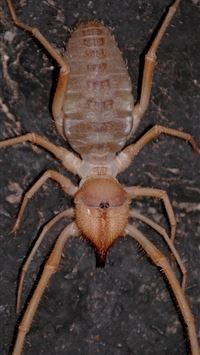 crab spiders wallpaper