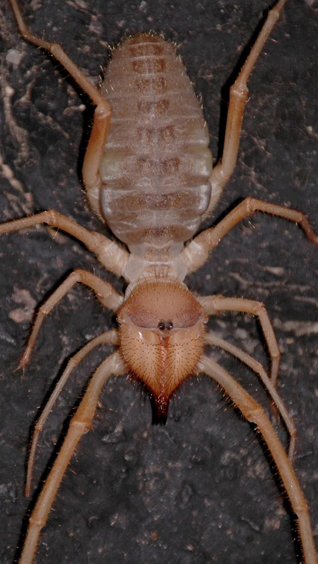 1284x2778 crab spiders - crab spiders iPhone Wallpaper