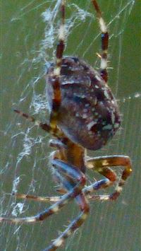 crab spiders wallpaper