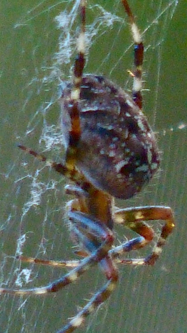 1284x2778 crab spiders - crab spiders iPhone Wallpaper