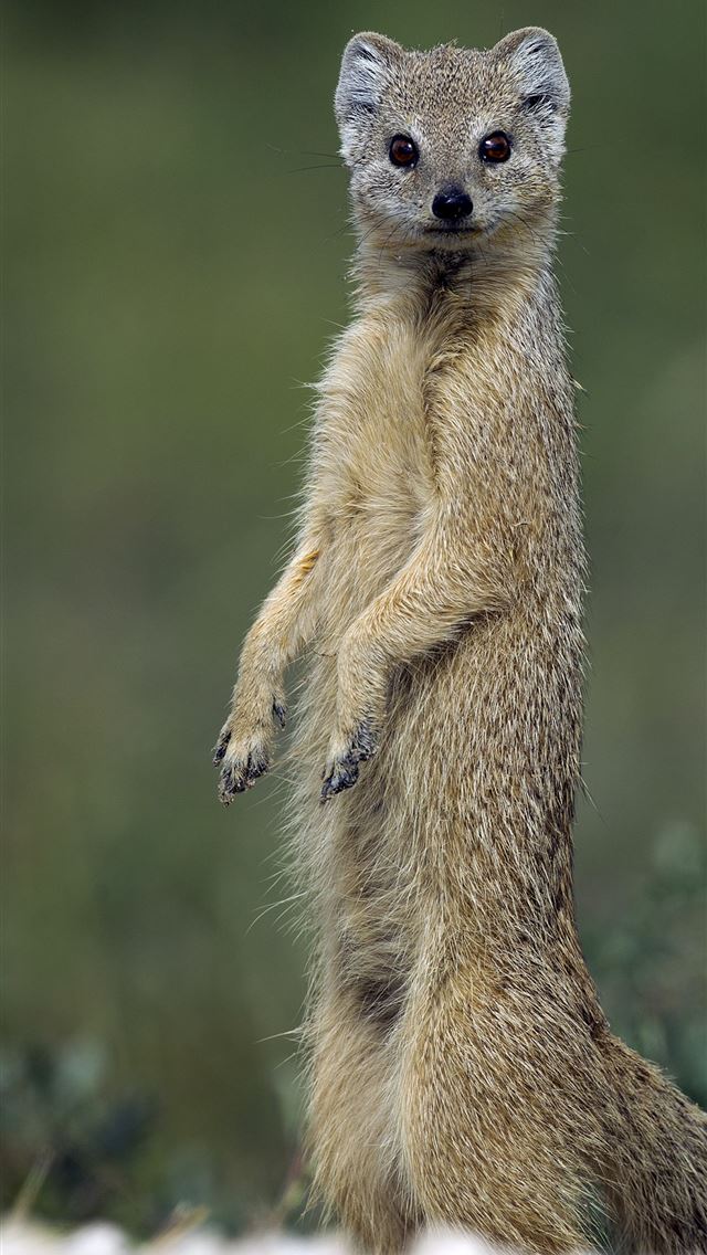 1284x2778 mongooses - mongooses iPhone Wallpaper