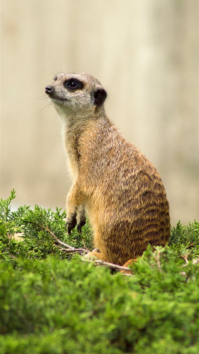 1284x2778 mongooses - mongooses iPhone Wallpaper