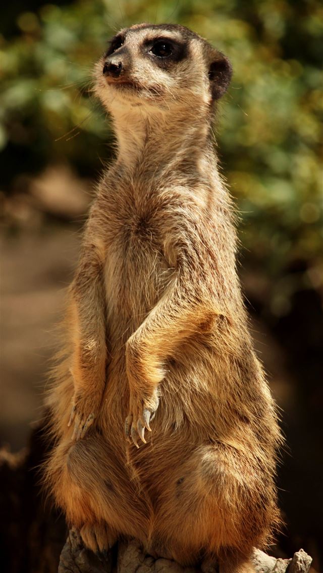 1284x2778 mongooses - mongooses iPhone Wallpaper