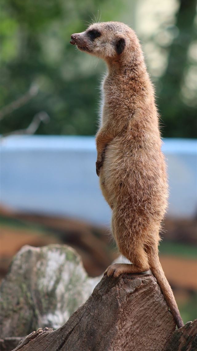 1284x2778 mongooses - mongooses iPhone Wallpaper