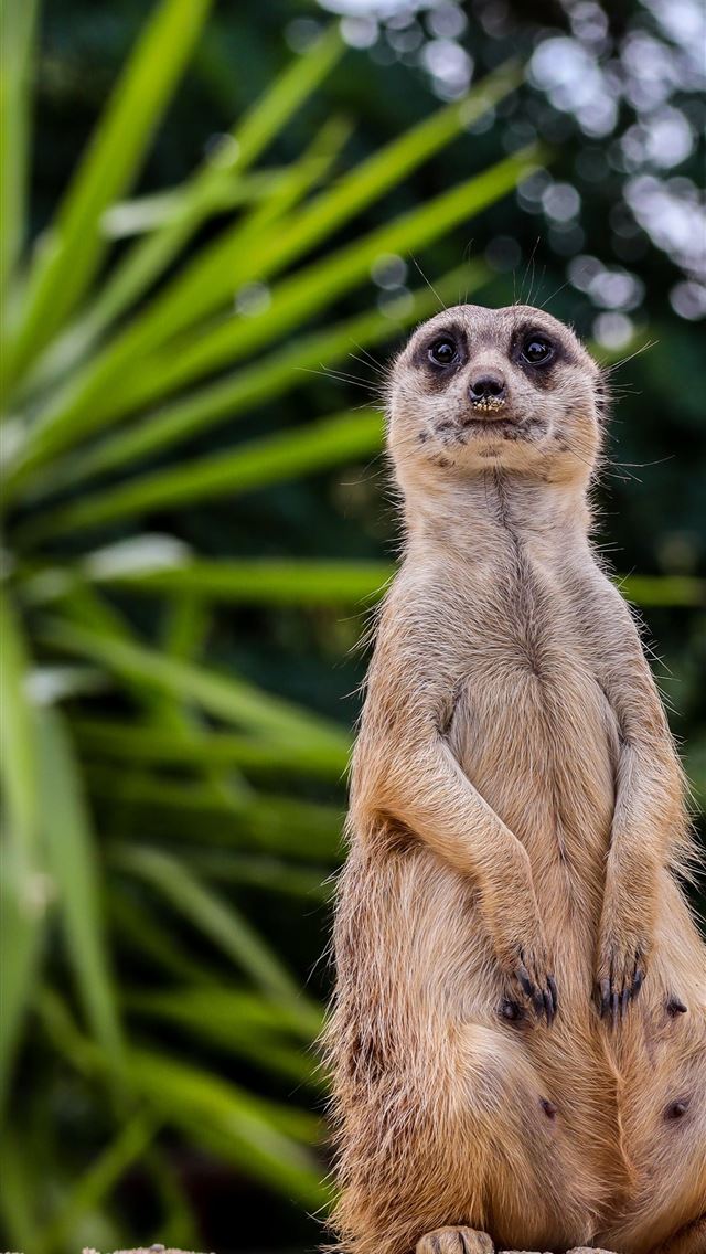 1284x2778 mongooses - mongooses iPhone Wallpaper