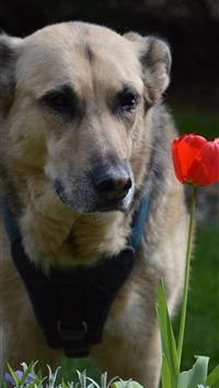 dominican republic flag wallpaper