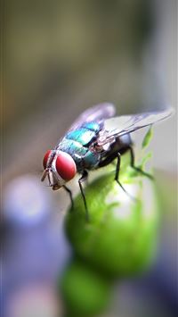 housefly wallpaper