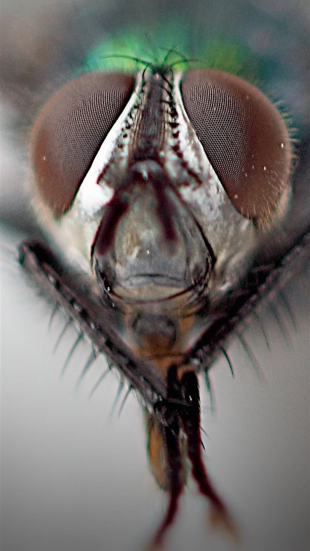 1284x2778 housefly - housefly iPhone Wallpaper