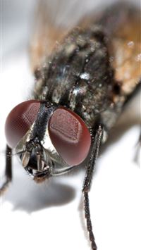 housefly wallpaper
