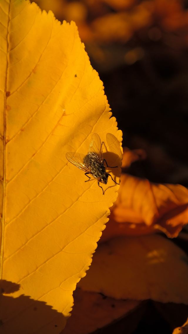 1284x2778 housefly - housefly iPhone Wallpaper