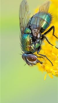 housefly wallpaper