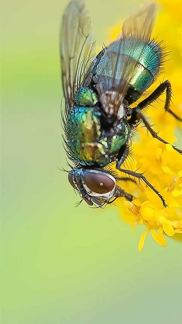 1284x2778 housefly - housefly iPhone Wallpaper