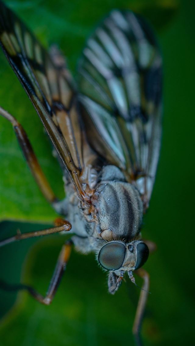 1284x2778 housefly - housefly iPhone Wallpaper