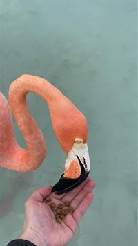 belgrano ii base wallpaper