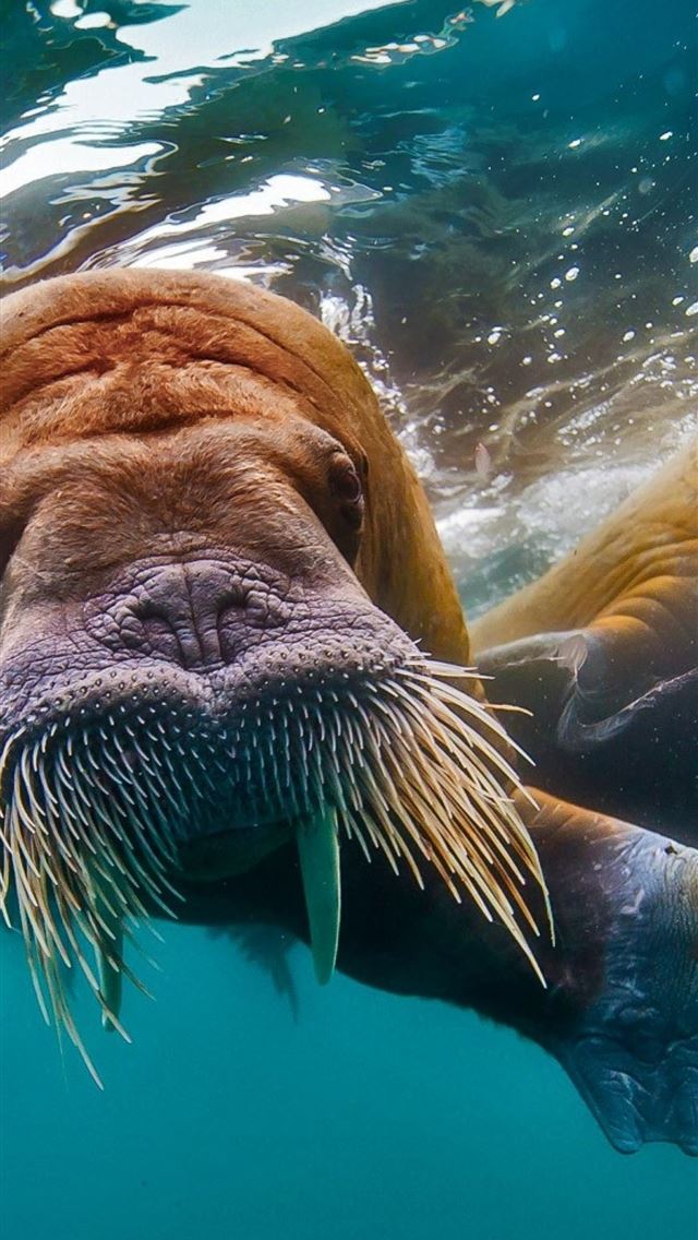 1284x2778 walrus - walrus iPhone Wallpaper