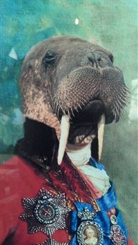 walrus iPhone wallpaper