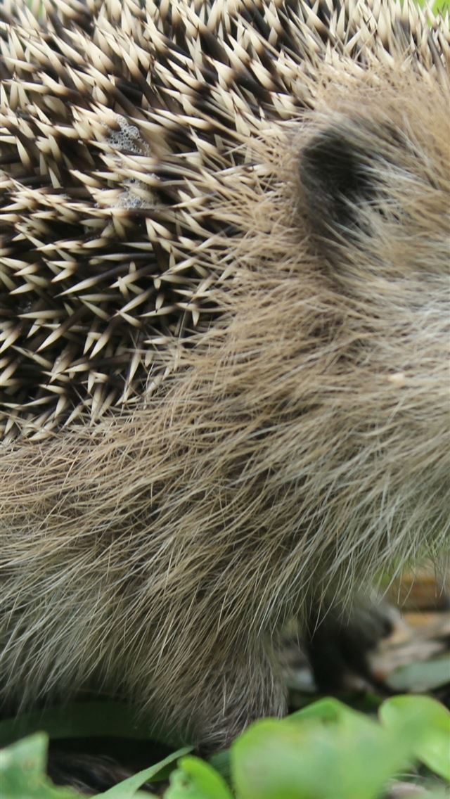 1284x2778 porcupine - porcupine iPhone Wallpaper