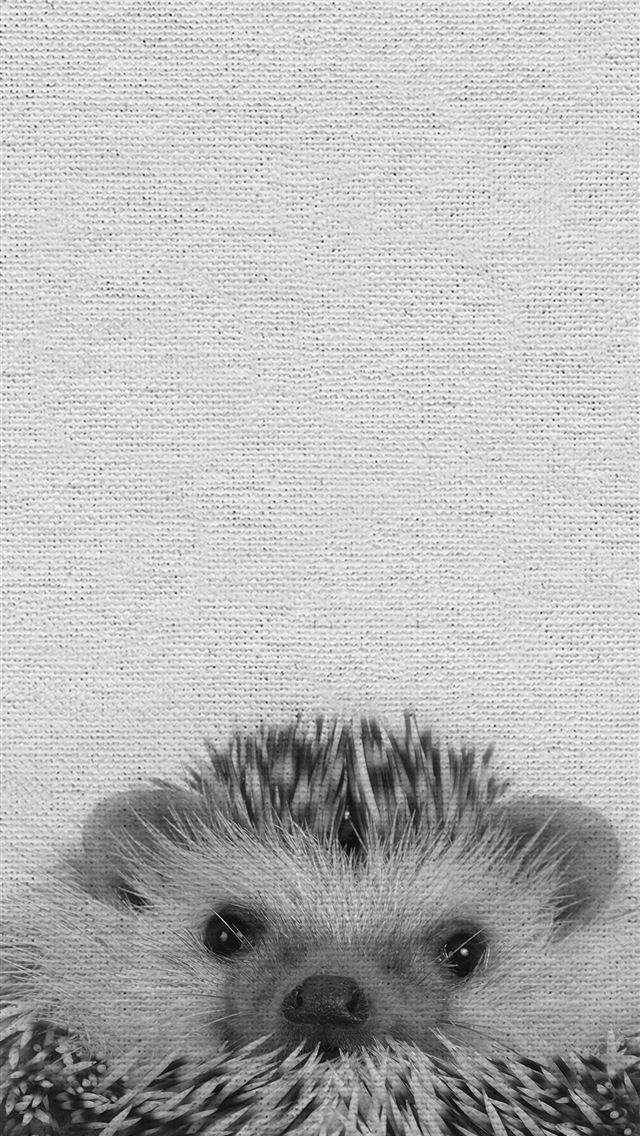 1284x2778 porcupine - porcupine iPhone Wallpaper