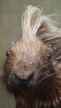 porcupine wallpaper