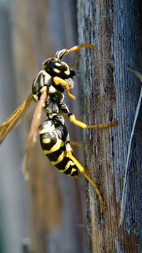 hornet insect wallpaper