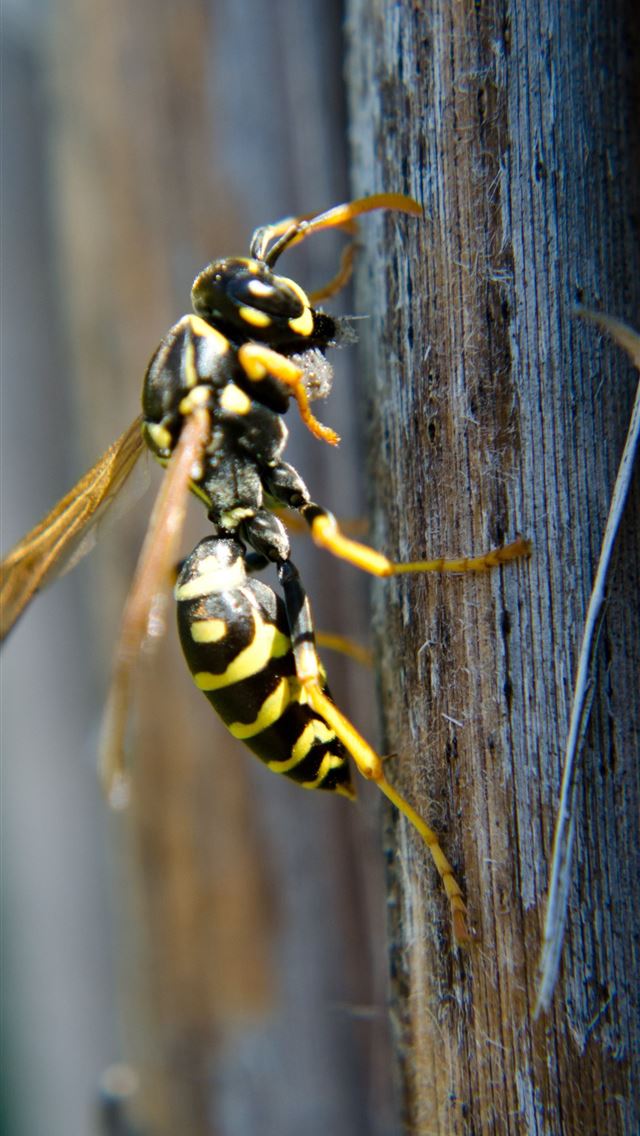 1284x2778 hornet insect - hornet insect iPhone Wallpaper
