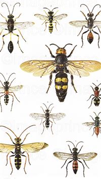 hornet insect wallpaper