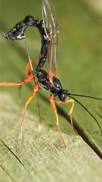 hornet insect wallpaper