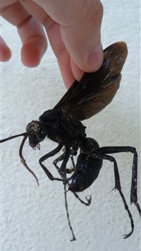 hornet insect wallpaper