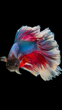 neon tetra wallpaper