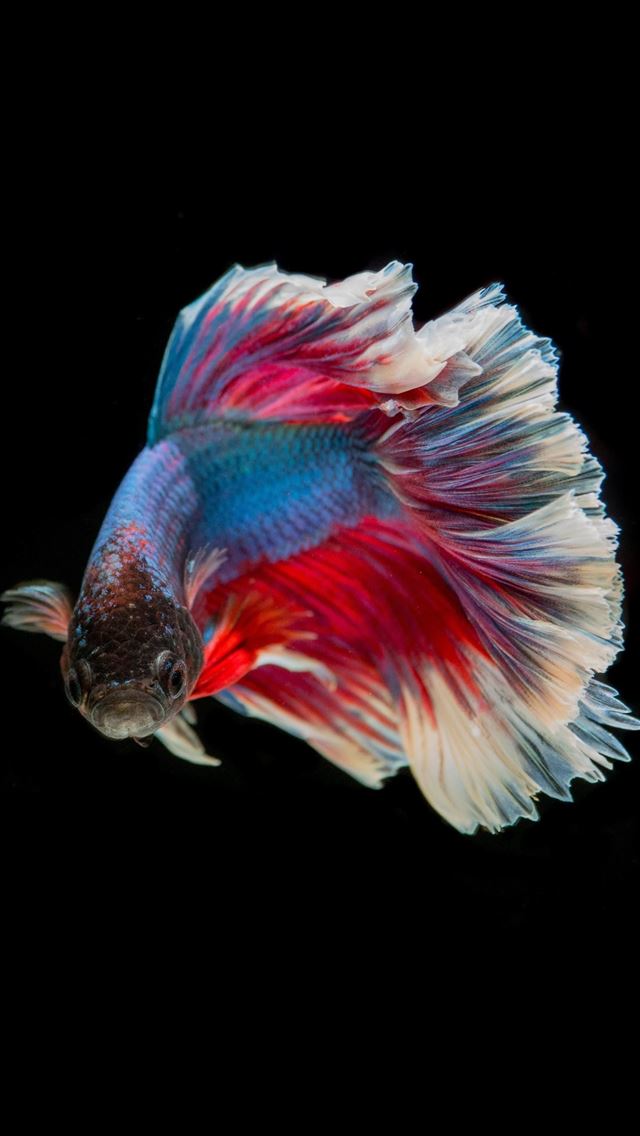 1284x2778 neon tetra - neon tetra iPhone Wallpaper