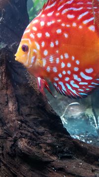 neon tetra wallpaper