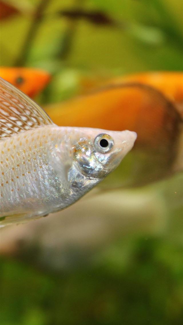 1284x2778 neon tetra - neon tetra iPhone Wallpaper