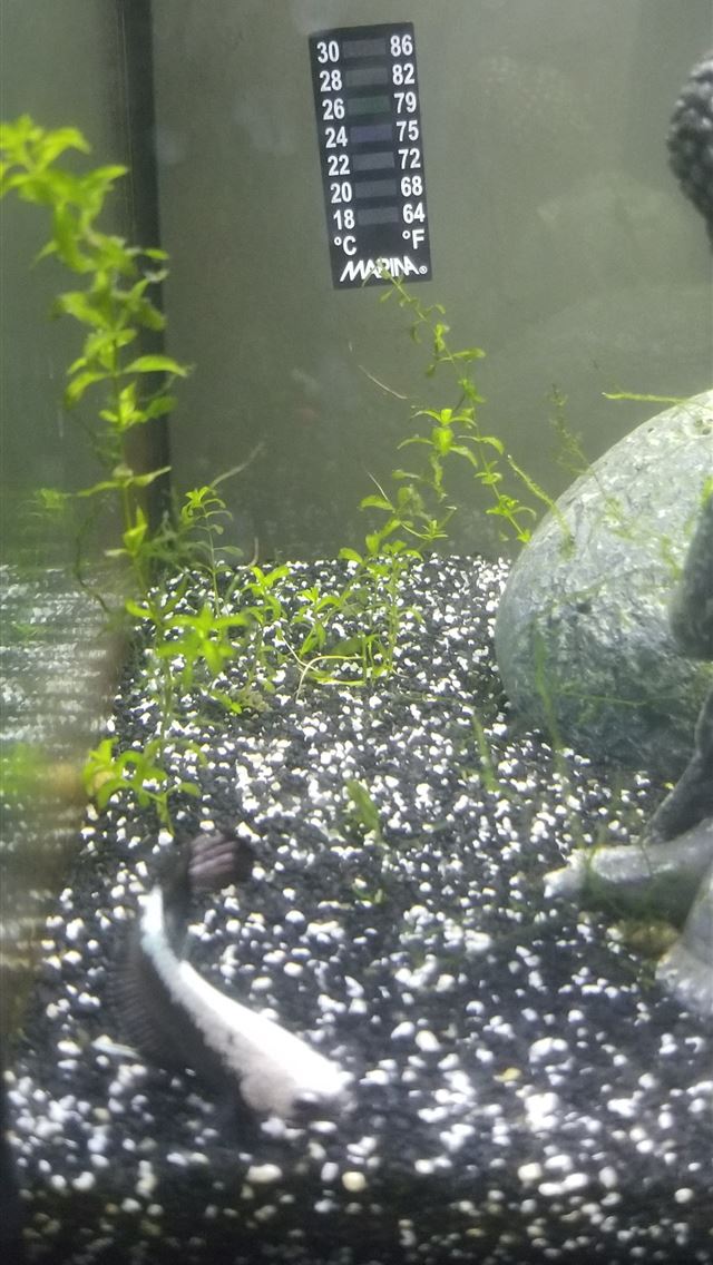 1284x2778 neon tetra - neon tetra iPhone Wallpaper