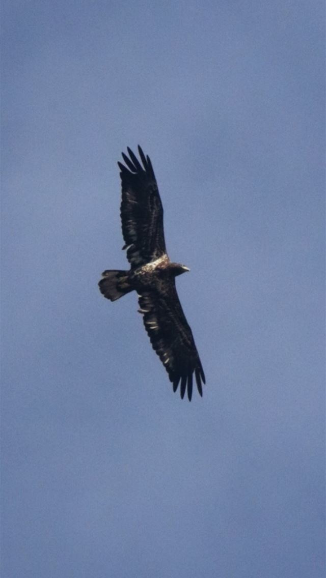 1284x2778 birdie fortnite - birdie fortnite iPhone Wallpaper