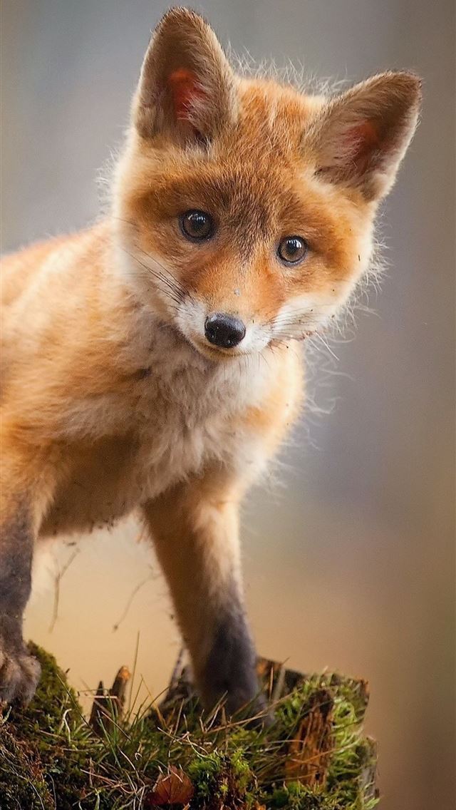 1284x2778 dhole - dhole iPhone Wallpaper