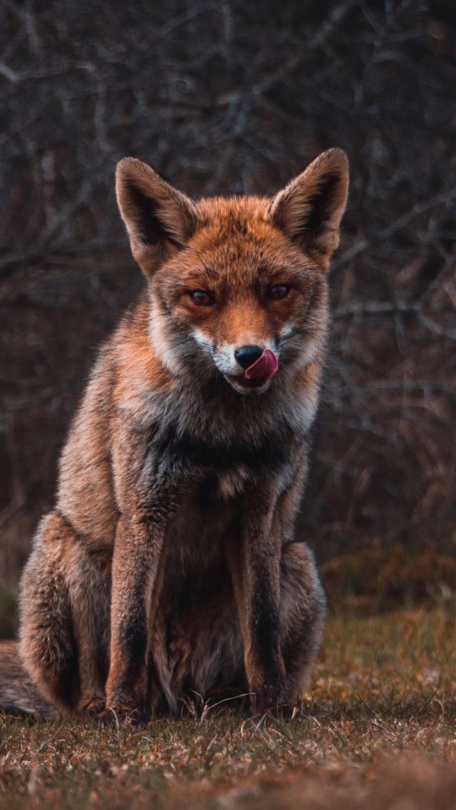 1284x2778 dhole - dhole iPhone Wallpaper