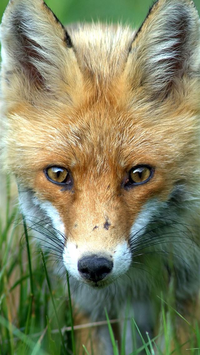 1284x2778 dhole - dhole iPhone Wallpaper
