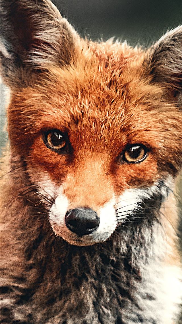 1284x2778 dhole - dhole iPhone Wallpaper
