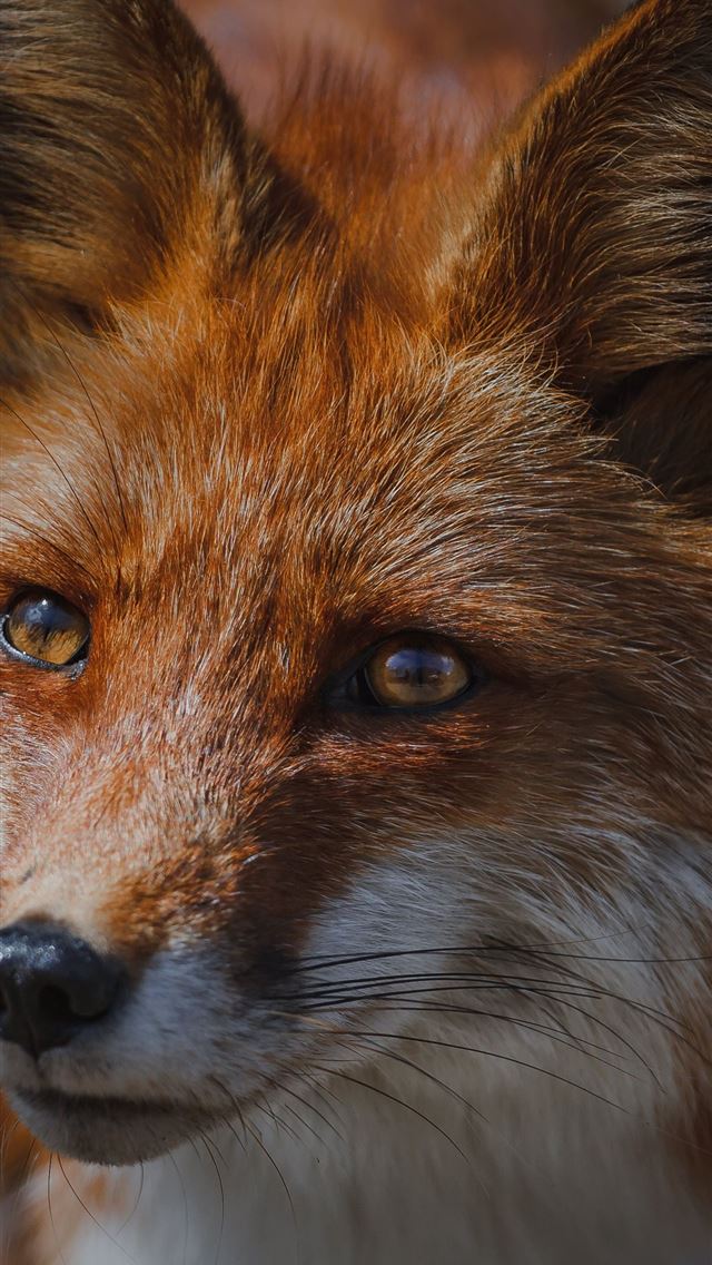 1284x2778 dhole - dhole iPhone Wallpaper