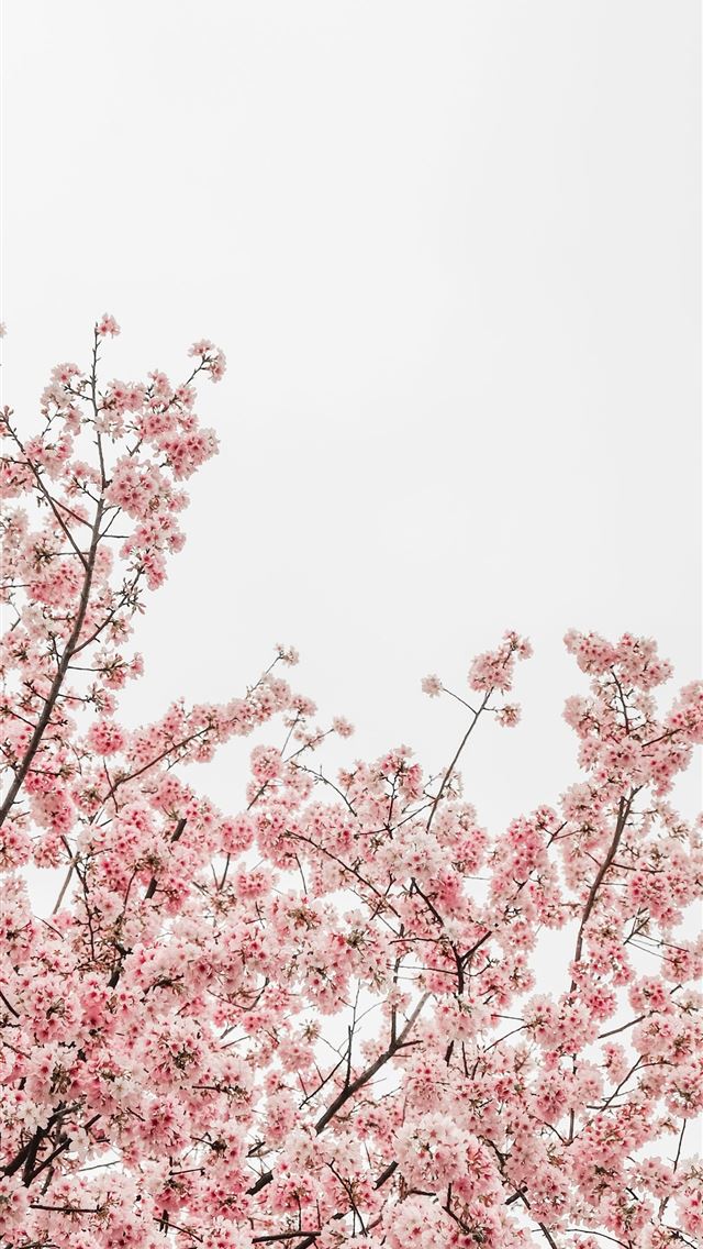 1284x2778 national mall - national mall iPhone Wallpaper