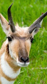 pronghorn wallpaper