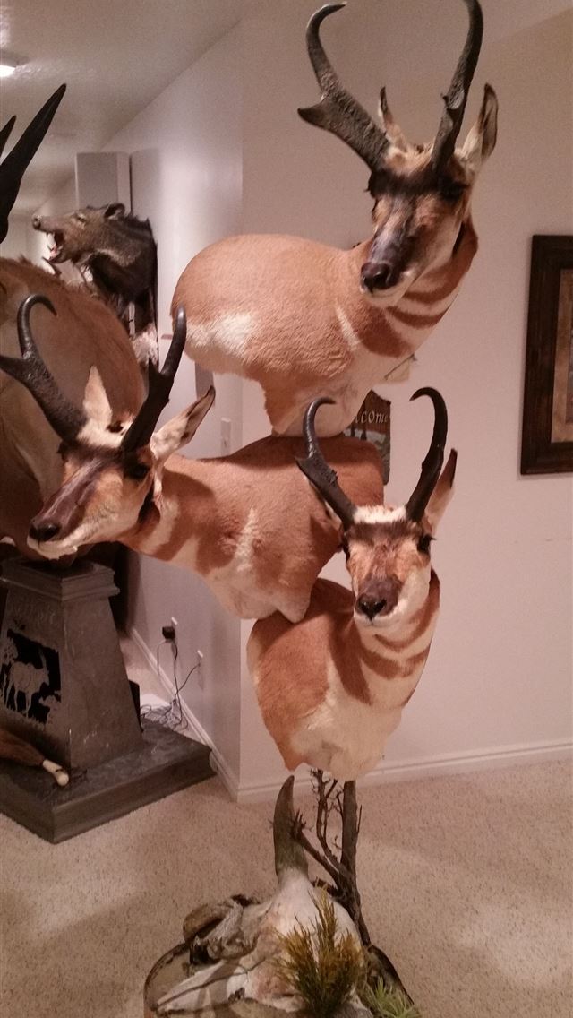 1284x2778 pronghorn - pronghorn iPhone Wallpaper
